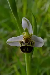 Tipologia di orchidea Vesparia
